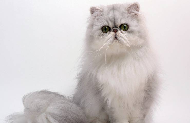 gatto persiano