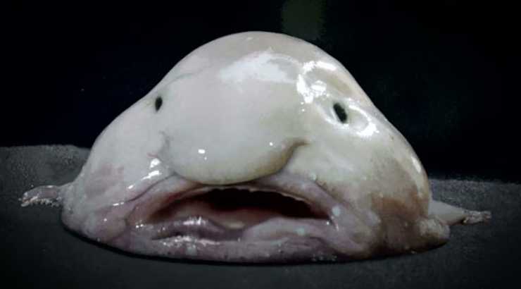 pesce blob
