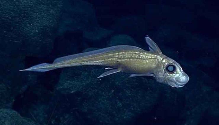 pesce fantasma