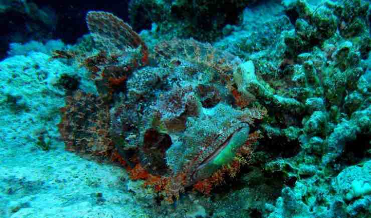pesce pietra