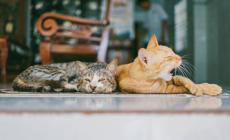 I gatti più a rischio malattie renali I gatti più a rischio malattie renali