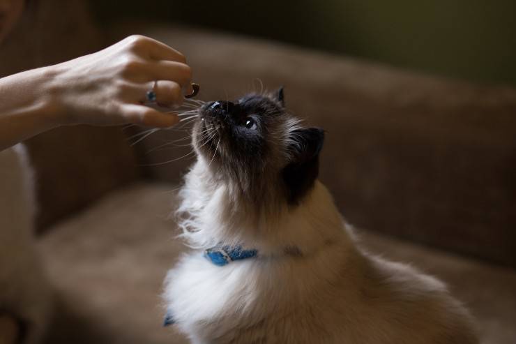 Il gatto e gli affettati