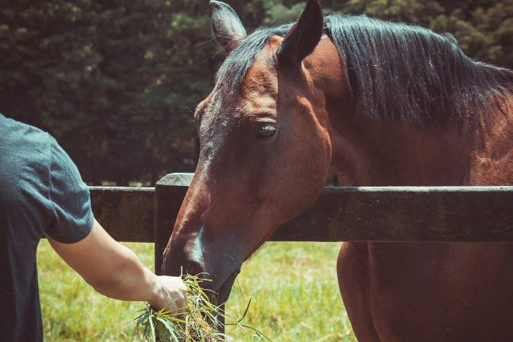 Il cavallo e la sua dieta