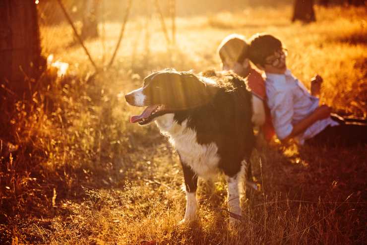 Il sole per il cane