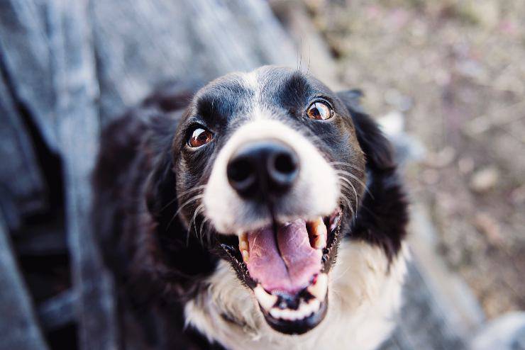 Il cane e i suoi gesti