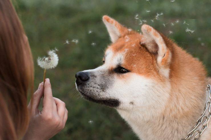 Il cane e le forme allergiche