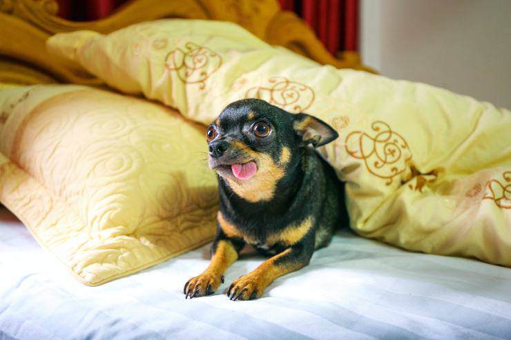 Il comportamento del cane