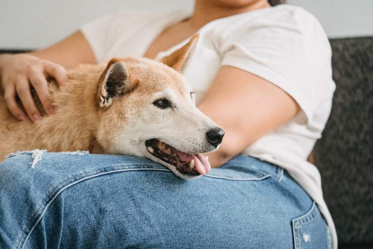 Il cane e i suoi sbadigli