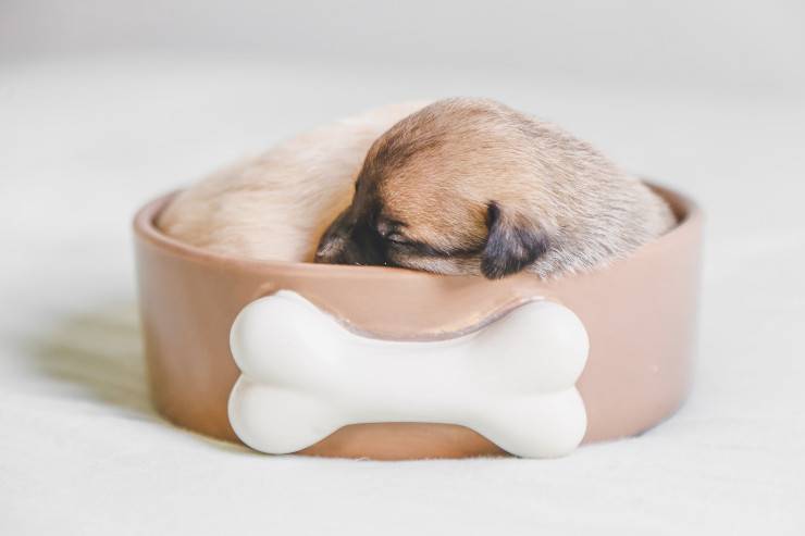 La stanchezza del cane