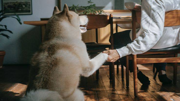 Animali per la Pet Therapy