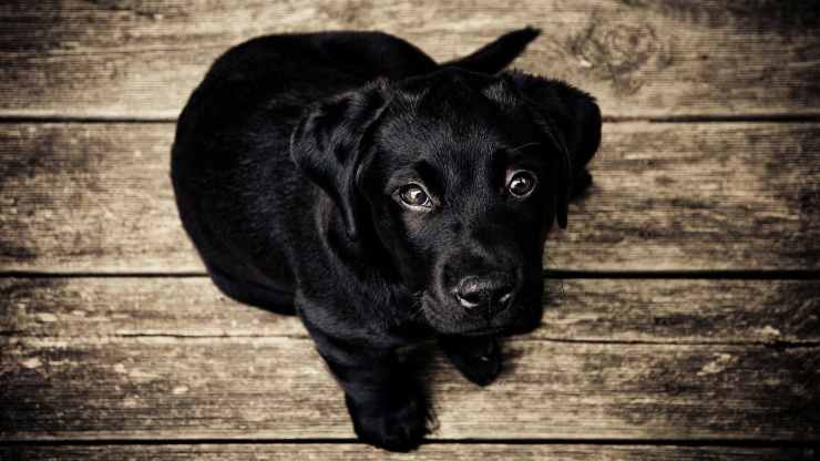 Sguardo triste (Foto Pixabay)