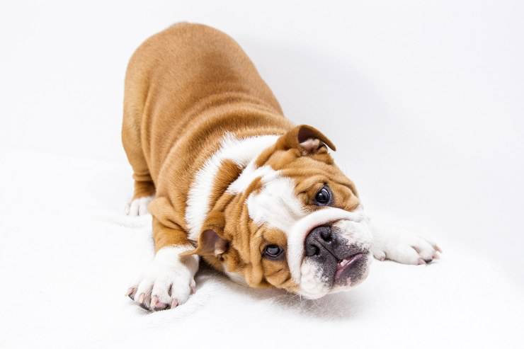 Il cane può mangiare la mozzarella Il cane può mangiare la mozzarella