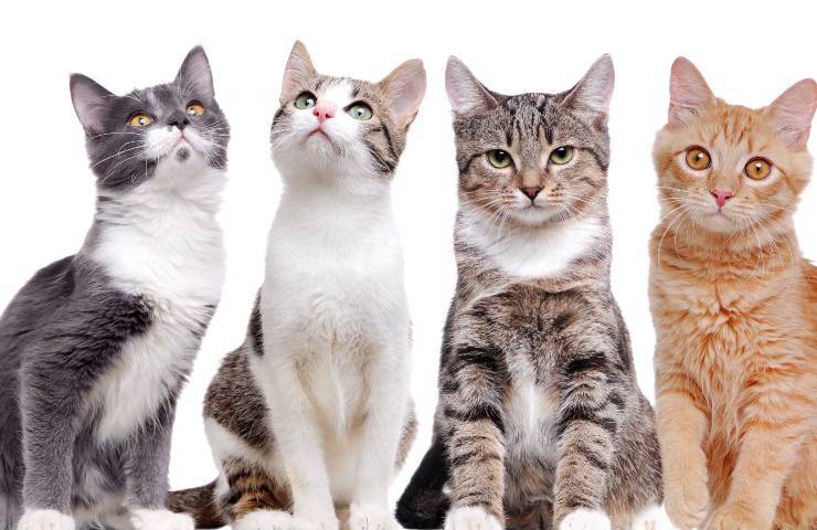 gatti di taglia media