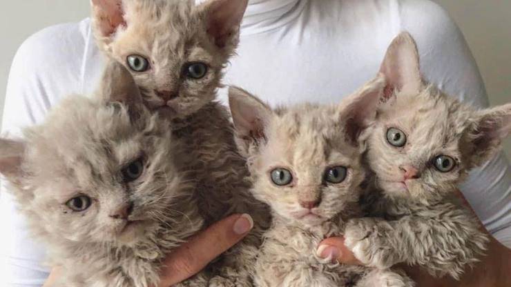 Razze di gatti particolari: i 10 esemplari più eccezionali al mondo razze di gatti particolari