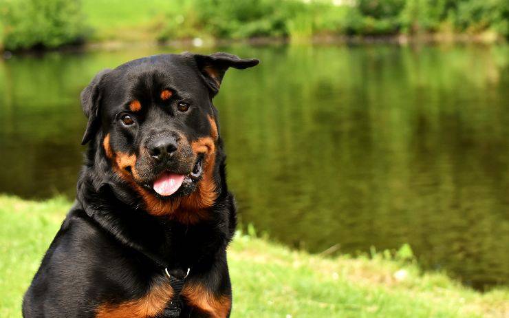 Razze canine con malattie articolari