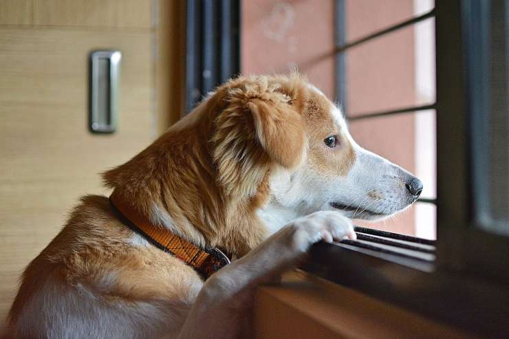Cane guarda dalla finestra (Foto Pixabay)