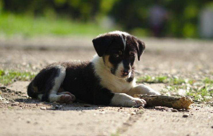 cagnolino scappa proprietario due settimane