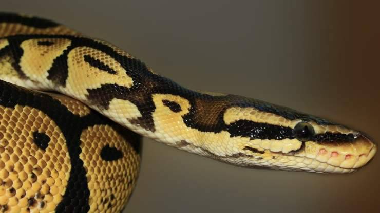 Serpente in primo piano (Foto Pixabay)