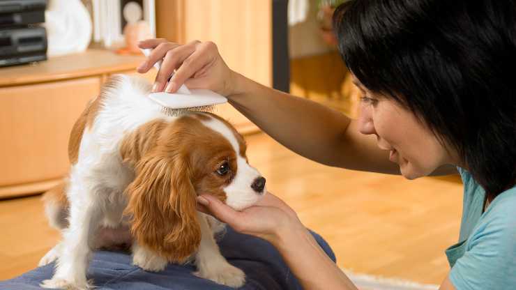 cavalier king