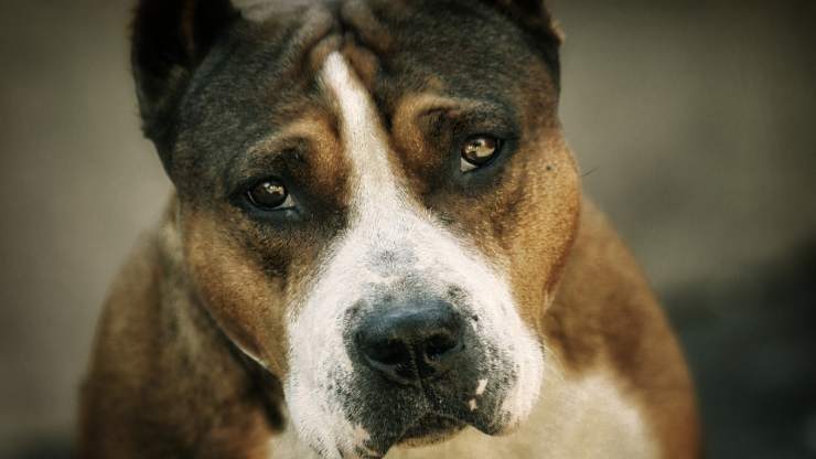 ansia da separazione cane