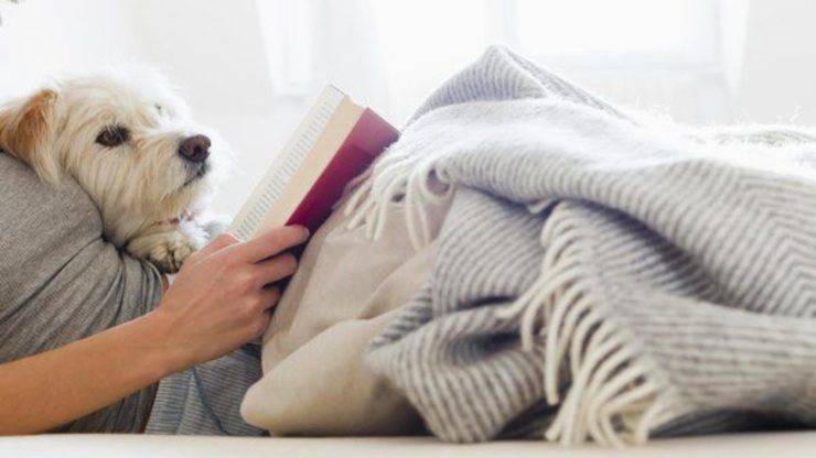 Studiare con un cane riduce lo stress: è la scienza a dirlo studiare con il cane riduce lo stress
