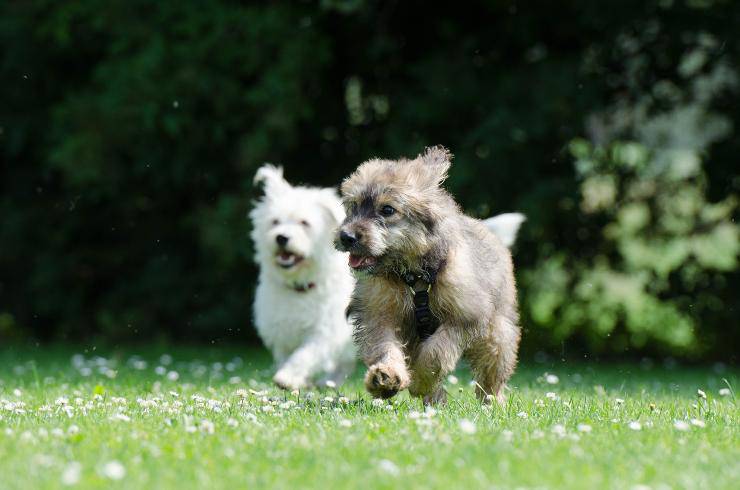 Razze di cani più graziose