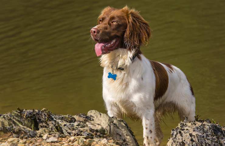 welsh Springer Spaniel