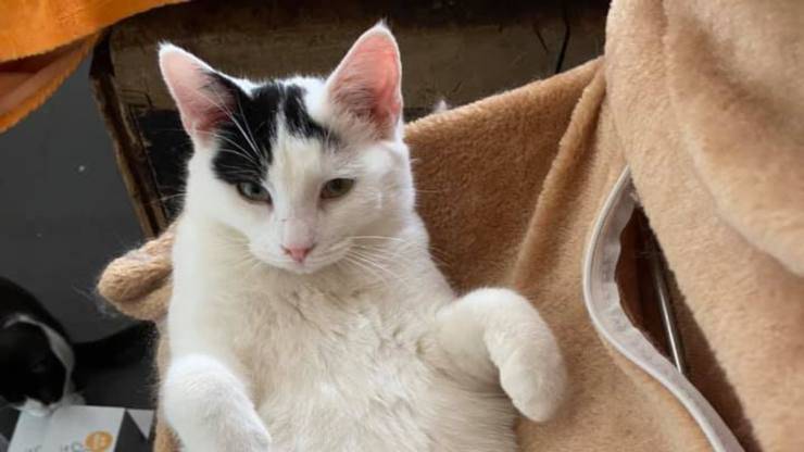 Gatto in posa (Foto Facebook)