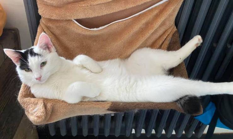 Gatto Marley (Foto Facebook)