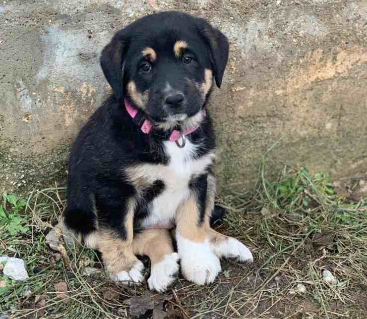 cucciolo cane salvato sergente esercito