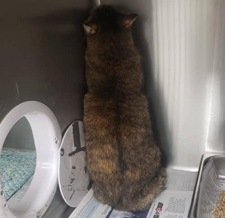 gatto angolo morte proprietario