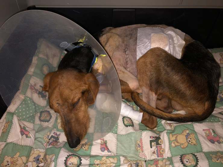 cane sepontino accovacciato terra