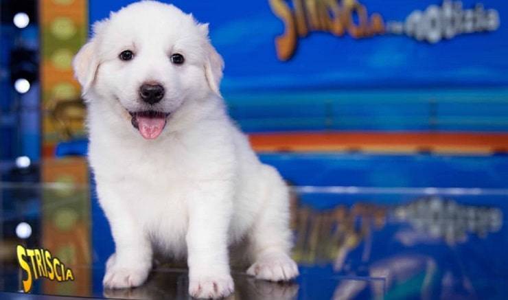 Cane Striscia la Notizia 2021