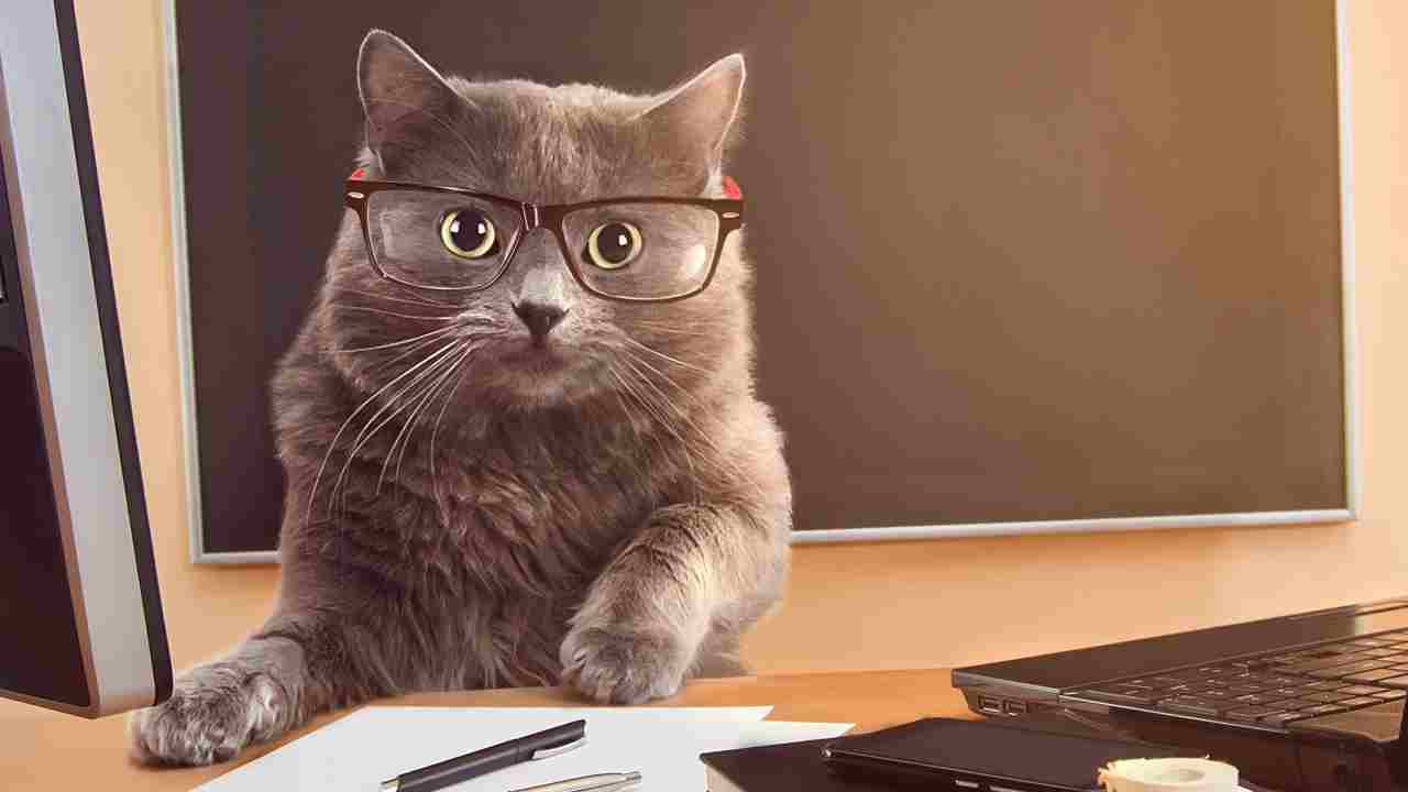 gatto con gli occhiali alla scrivania di un computer Documenti del gatto