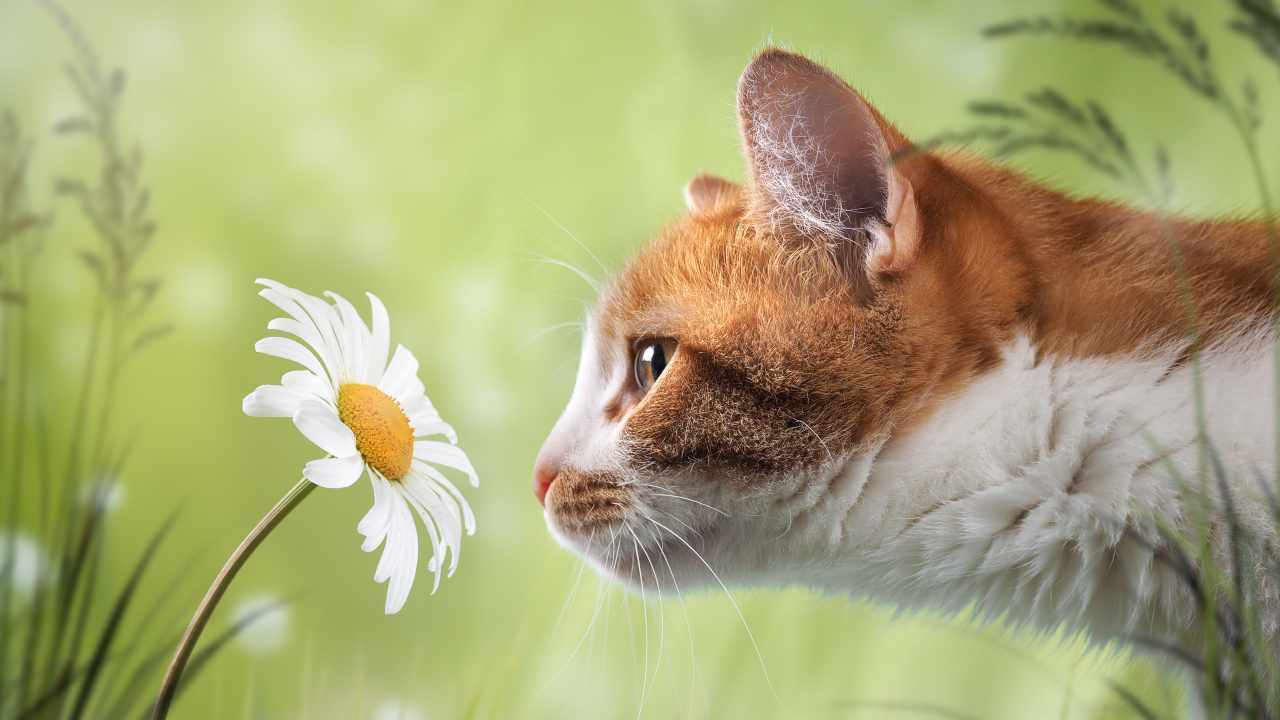 gatto annusa un fiore È più potente l'olfatto o l'udito del gatto?