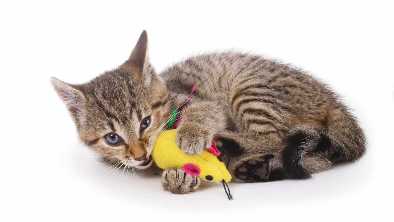 Gattino che morde un topolino di stoffa Giochi da masticare per il gatto