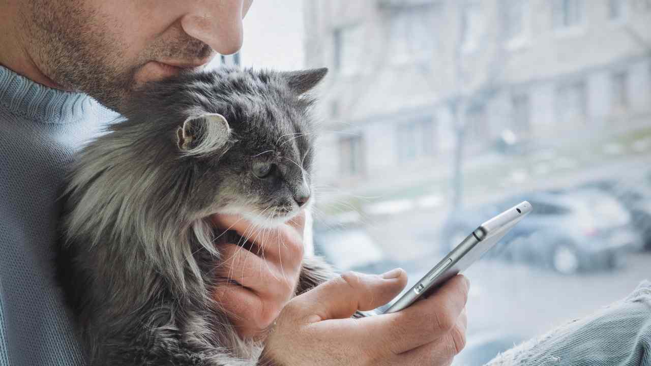 Come trasformare il tuo gatto in un influencer su Instagram
