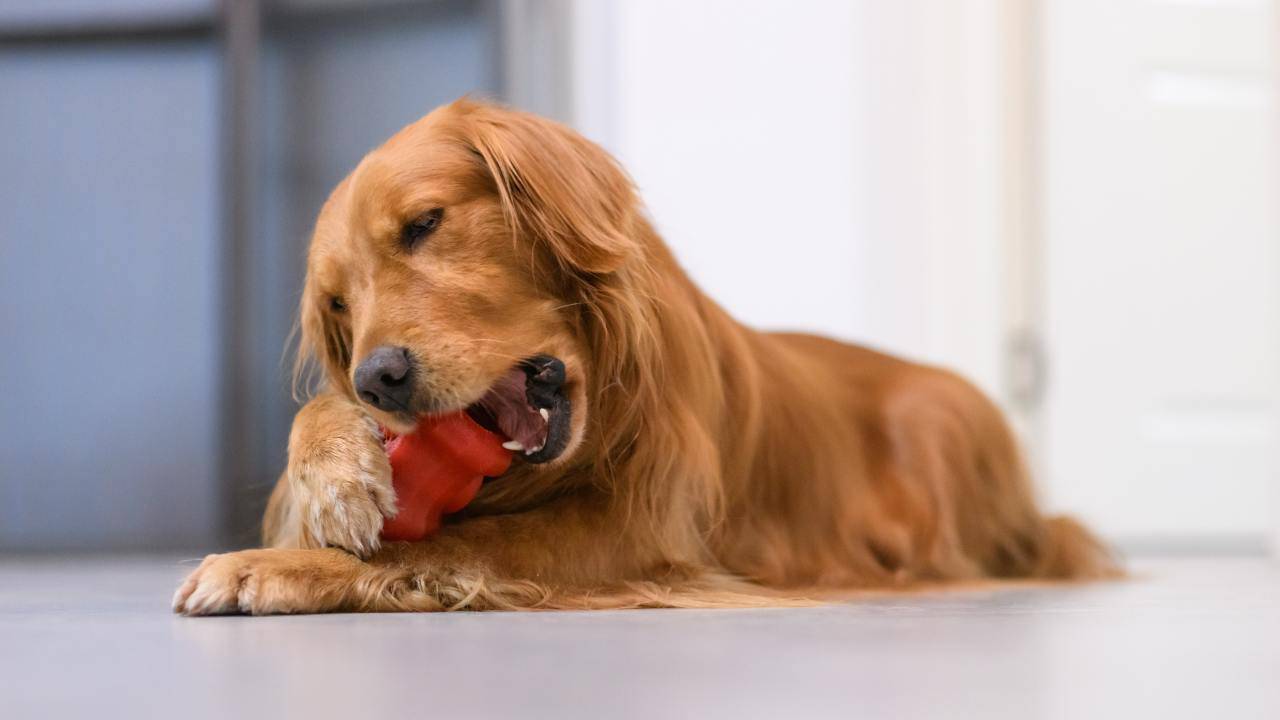 cane morde gioco Giochi da masticare per il cane