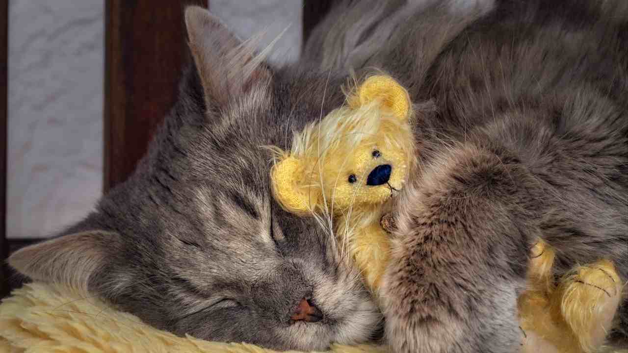gatto che dorme abbracciato ad un peluche Peluche per gatti