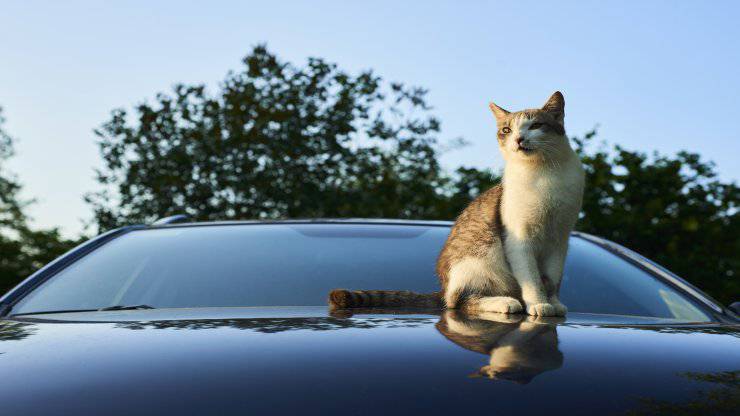 I gatti randagi dormono sulle macchine
