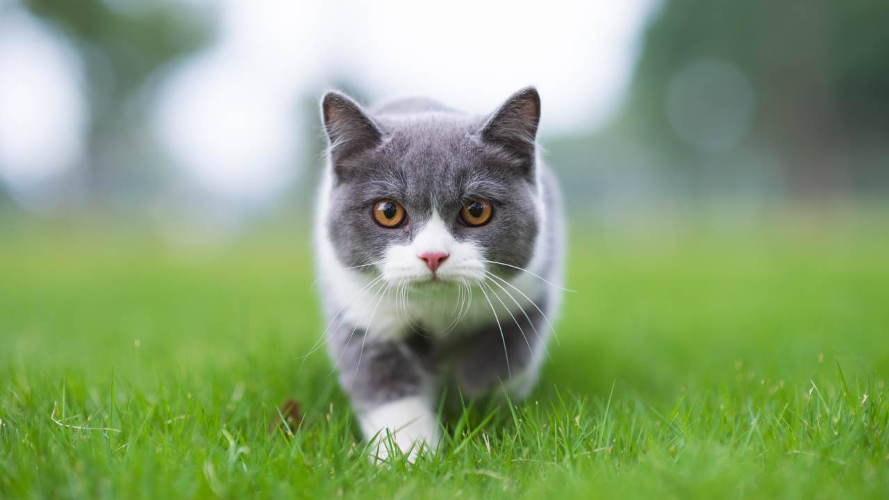 gatto in un prato La legge prevede la figura del gatto di quartiere?