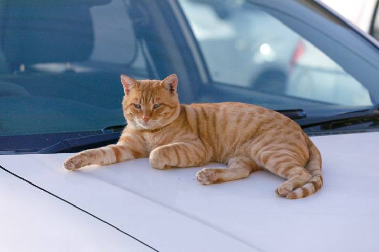 I gatti randagi dormono sulle macchine