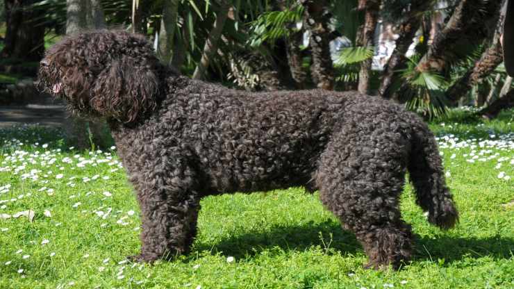 Cura del pelo del Barbet