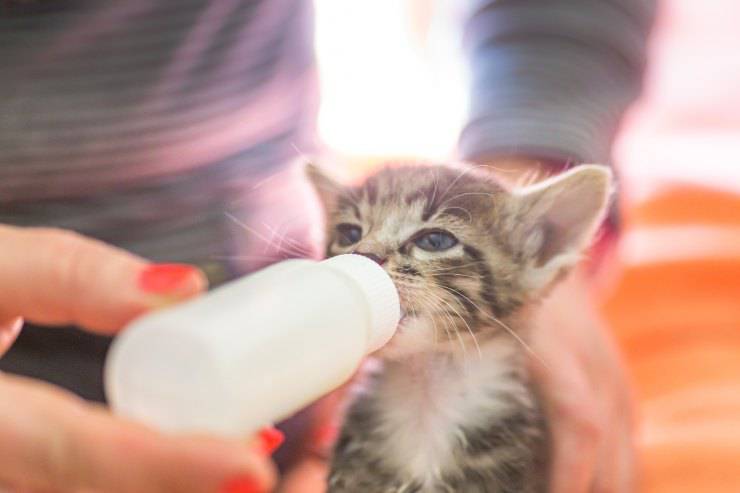 Latte artificiale per gattini