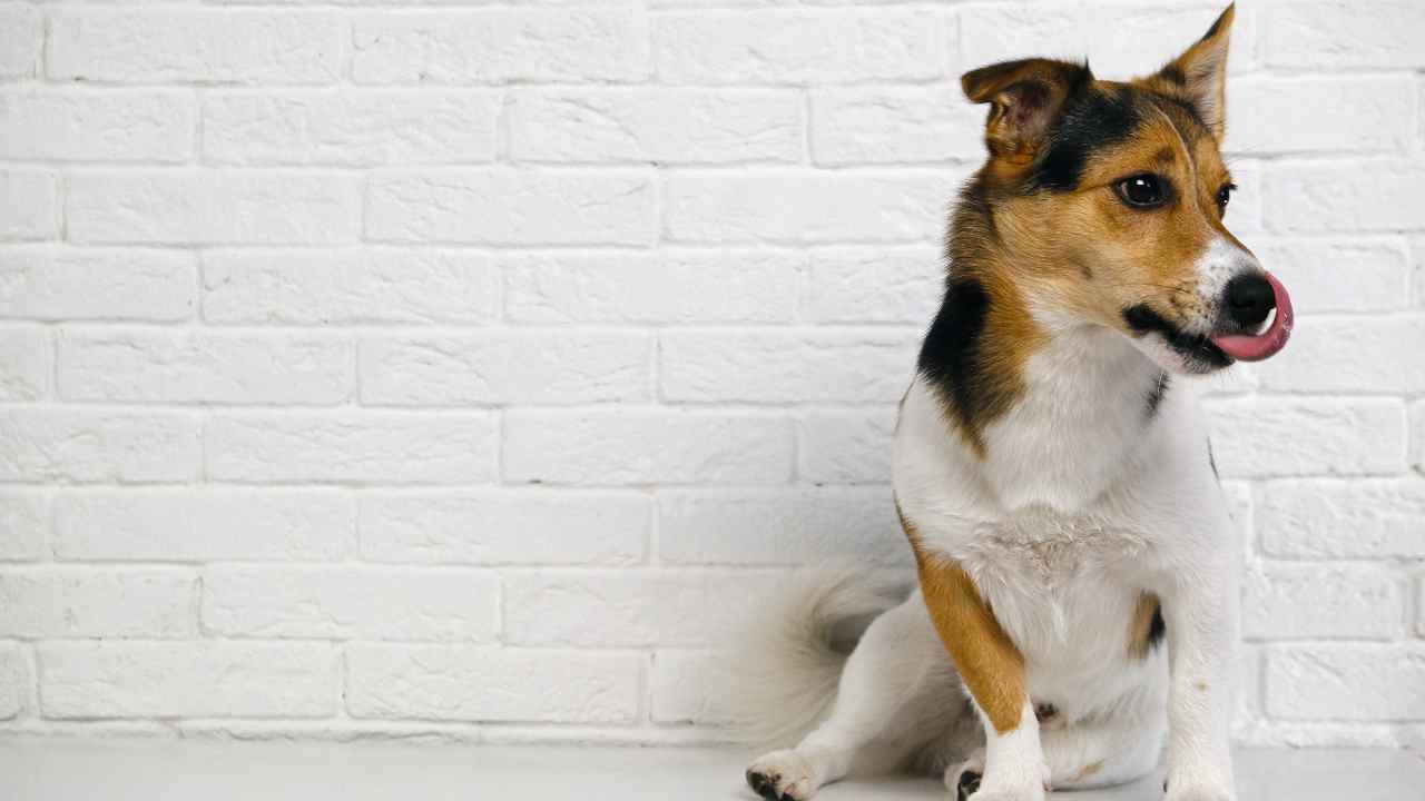 cane davanti ad un muro Perché il cane lecca il muro?