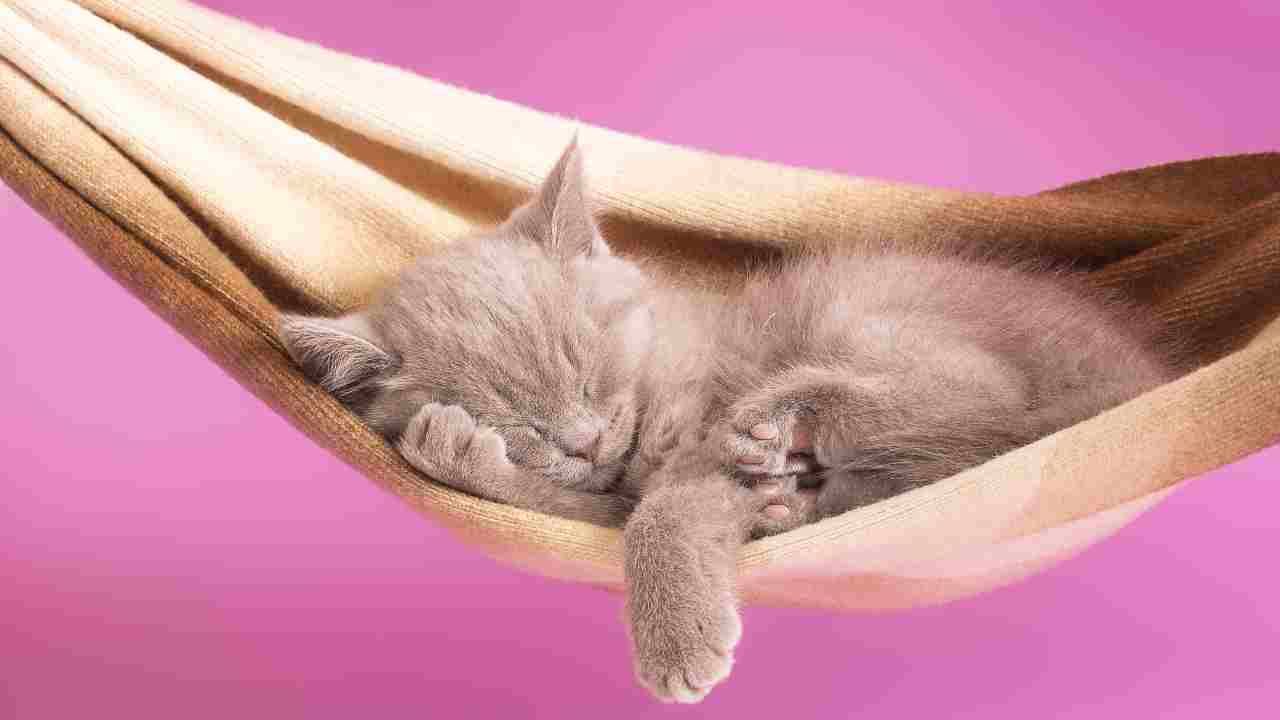 gatto che dorme sull'amaca Amaca per gatti