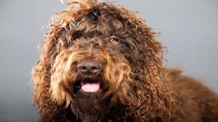 Cura del pelo del Barbet