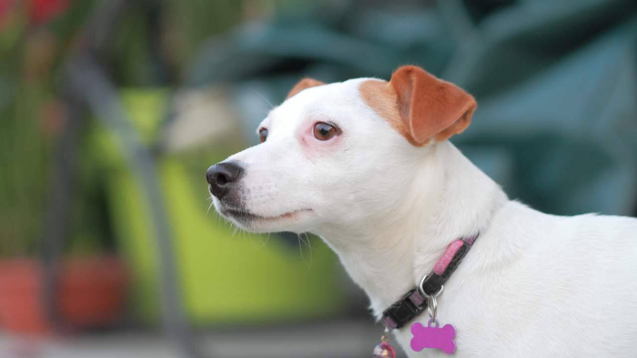 cane con medaglietta al collare Come scegliere la medaglietta per il collare del cane