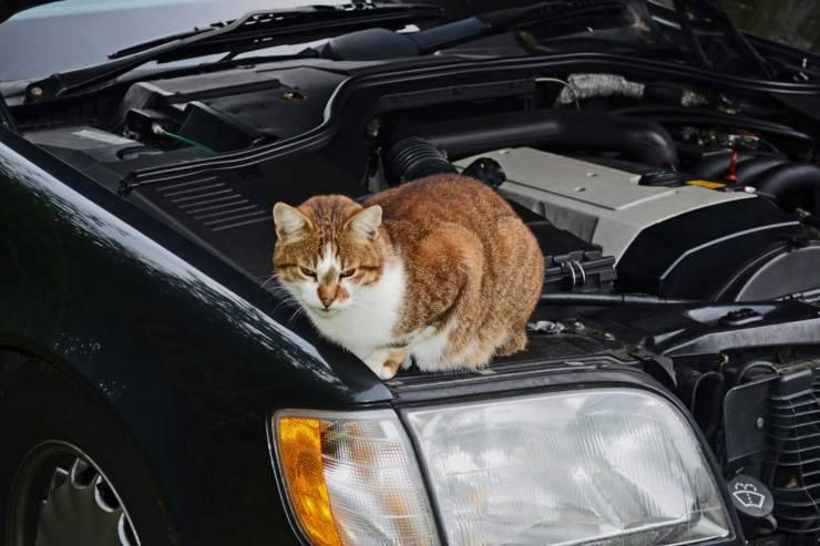 Gattini nelle marmitte e sulle auto
