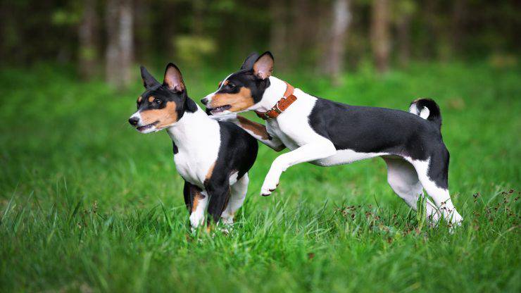 Razze compatibili col Basenji